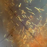 Aspicilia cuprea image
