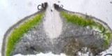 Aspicilia cuprea image