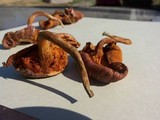 Gymnopilus luteofolius image