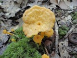 Cantharellus ignicolor image
