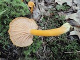 Cantharellus ignicolor image