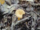 Cantharellus ignicolor image