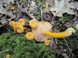 Cantharellus ignicolor image