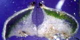 Aspicilia cuprea image