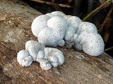 Xylaria mesenterica image