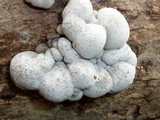 Xylaria mesenterica image