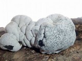 Xylaria mesenterica image