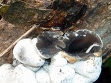 Xylaria mesenterica image