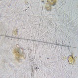 Aspicilia cuprea image