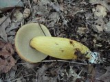 Boletus roxanae image