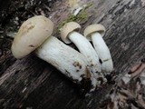 Boletus pallidus image