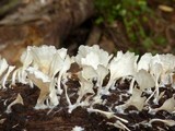 Hydnopolyporus fimbriatus image