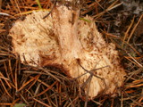 Tricholoma pessundatum image
