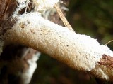 Ceratiomyxa fruticulosa var. fruticulosa image