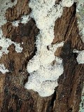 Ceratiomyxa fruticulosa var. fruticulosa image