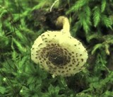 Lepiota felina image