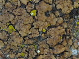 Acarospora obpallens image
