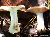Lactarius chrysorrheus image