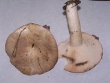 Lactarius argillaceifolius image