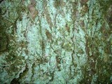 Lepraria harrisiana image