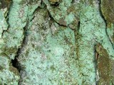 Lepraria harrisiana image