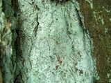 Lepraria harrisiana image