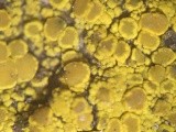 Candelariella rosulans image