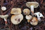 Retiboletus griseus image