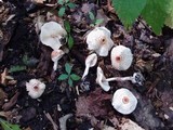 Lepiota cristata image
