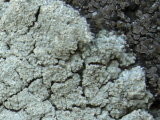 Aspicilia simoensis image