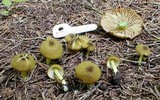 Entoloma incanum image