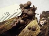Lycogala epidendrum image