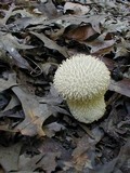 Lycoperdon echinatum image