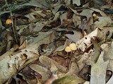 Marasmius siccus image