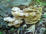 Meripilus sumstinei image