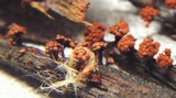 Metatrichia vesparium image