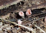 Microstoma floccosum image