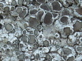 Lecanora cenisia image