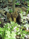 Morchella diminutiva image