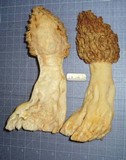 Morchella americana image