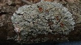 Lobaria quercizans image