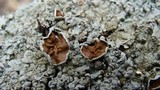 Lobaria quercizans image