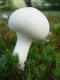 Calvatia elata image