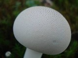 Calvatia elata image