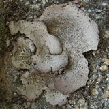 Dermatocarpon americanum image