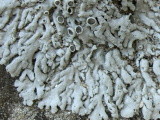 Physcia biziana image