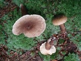 Lactarius gerardii image