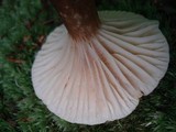 Lactarius gerardii image