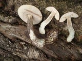 Leccinum snellii image