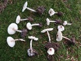 Lepiota cristata image